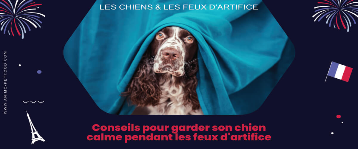 les-chiens-et-les-feux-d-artifice